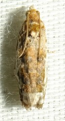 Proteoteras naracana