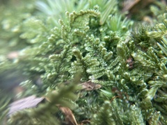 Brotherella recurvans