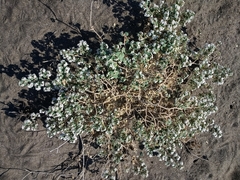 Euphorbia leucophylla