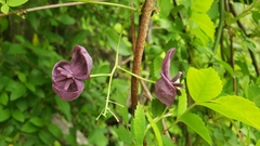 Akebia