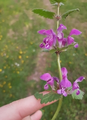 Lamium maculatum