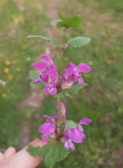 Lamium maculatum