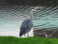Ardea cinerea