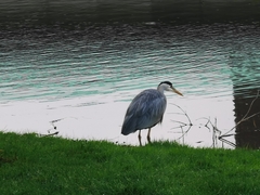 Ardea cinerea