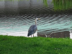 Ardea cinerea
