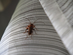 Phymatodes