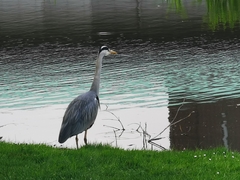 Ardea cinerea