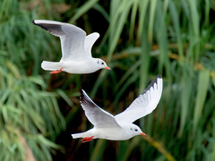 Chroicocephalus ridibundus