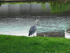 Ardea cinerea