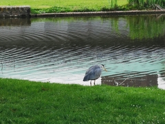 Ardea cinerea
