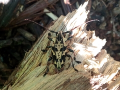 Steirastoma marmoratum