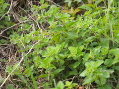 Origanum majorana