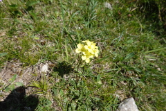 Brassica repanda