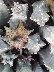 Huernia thuretii