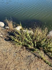 Acalypha californica