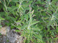 Salvia officinalis