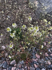 Arabidopsis suecica