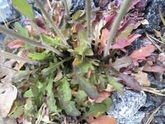 Arabidopsis suecica