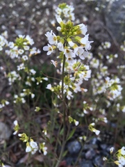 Arabidopsis suecica
