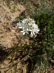 Ornithogalum orthophyllum