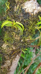 Epidendrum mutelianum