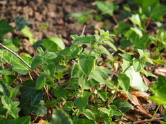 Origanum majorana
