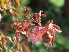 Prunus cerasifera pissardii