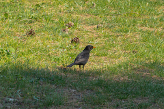 Turdus merula