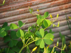 Oxalis suksdorfii