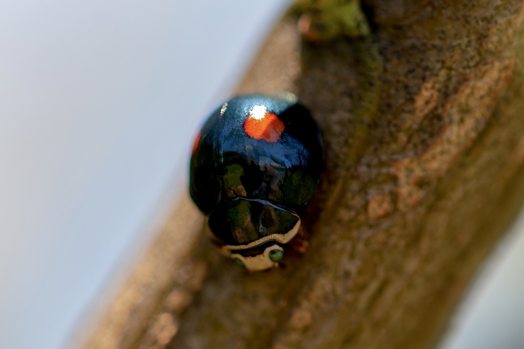 Montezuma lady Beetle