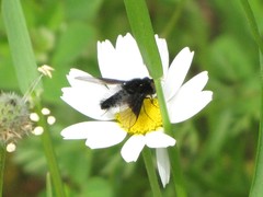 Chalcochiton pallasii