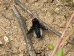 Chalcochiton pallasii