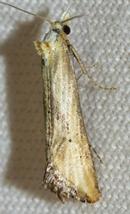 Cochylimorpha decolorella
