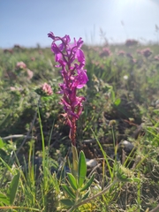 Orchis mascula laxifloriformis