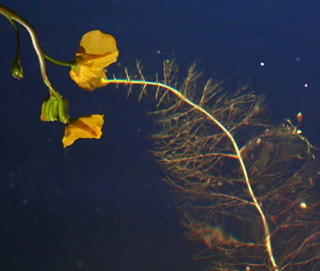 Utricularia floridana Nash 3