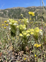 Castilleja rubicundula