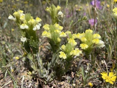 Castilleja rubicundula