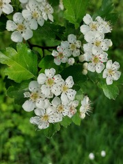 Crataegus macrocarpa