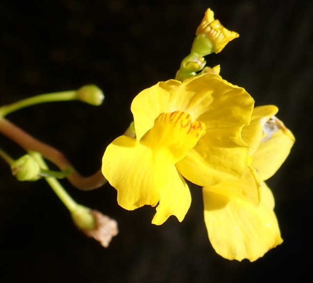 Utricularia floridana Nash 4