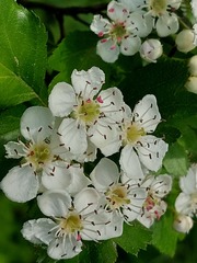 Crataegus macrocarpa