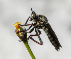 Prolepsis tristis