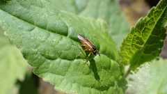 Athalia cordata