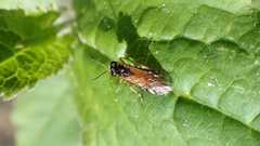 Athalia cordata