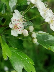 Crataegus macrocarpa