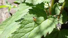 Athalia cordata