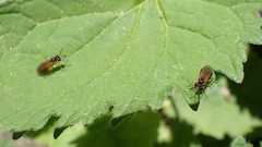Athalia cordata