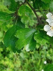 Crataegus macrocarpa