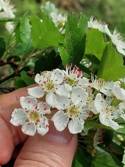 Crataegus macrocarpa