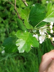 Crataegus macrocarpa