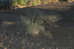 Eragrostis rotifer